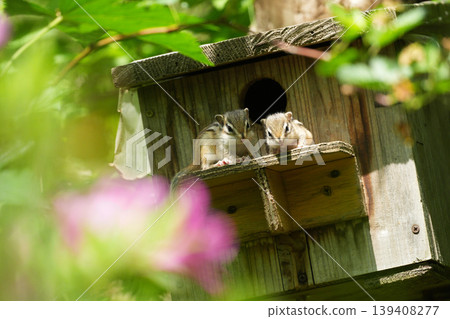 Two chipmunk brothers peeking out of their nest box: a cute portrait of them snuggling together in nature. Two chipmunk brothers peeking out of their nest box: a cute portrait of them snuggling together in nature. 139408277