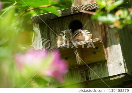 Chipmunks snuggling together for comfort: A cute moment of two chipmunks relaxing in their nest box. Chipmunks snuggling together for comfort: A cute moment of two chipmunks relaxing in their nest box. 139408279