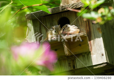 Chipmunks huddled together as if consulting each other; a cute moment of two facing each other in their nest box. Chipmunks huddled together as if consulting each other; a cute moment of two facing each other in their nest box. 139408280