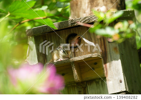 A chipmunk returns to its nest box, peeking its head out at the entrance – a cute scene. A chipmunk returns to its nest box, peeking its head out at the entrance – a cute scene. 139408282