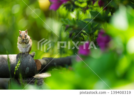 A chipmunk standing amidst the fresh greenery; a beautiful nature portrait with a bokeh effect in the foreground. A chipmunk standing amidst the fresh greenery; a beautiful nature portrait with a bokeh effect in the foreground. 139408319