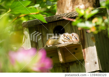 Two chipmunk brothers huddle together, looking outside – a cute moment spent in their nest box. Two chipmunk brothers huddle together, looking outside – a cute moment spent in their nest box. 139408320