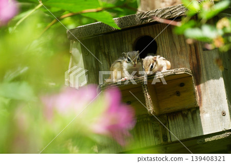 Brother chipmunks, enveloped in a blurred foreground of flowers, share a gentle portrait in their nest box. Brother chipmunks, enveloped in a blurred foreground of flowers, share a gentle portrait in their nest box. 139408321
