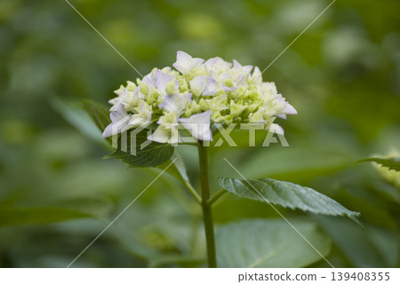 White hydrangea flowers are in bloom in the hydrangea garden. White hydrangea flowers are in bloom in the hydrangea garden. 139408355