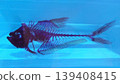 一張透明魚類骨骼標本在美麗水下景色中游動的照片。 139408415