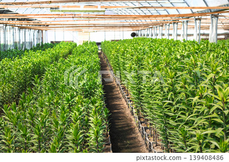 Green Lily Plants in Commercial Greenhouse Green Lily Plants in Commercial Greenhouse 139408486