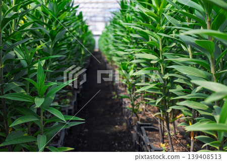 Fresh Green Lily Plants in Greenhouse Fresh Green Lily Plants in Greenhouse 139408513
