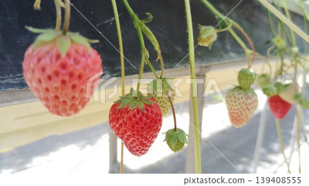 草莓採摘農場的草莓 草莓採摘農場的草莓 139408555