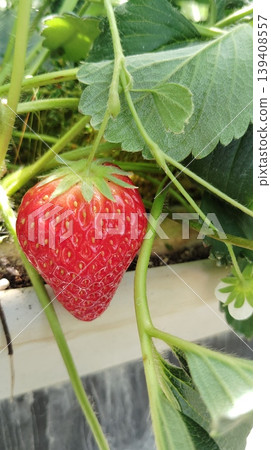 A scene from strawberry picking: bright red strawberries 139408557