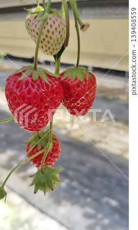 A scene from strawberry picking: bright red strawberries 139408559