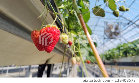 Red strawberries at the strawberry picking farm Red strawberries at the strawberry picking farm 139408572