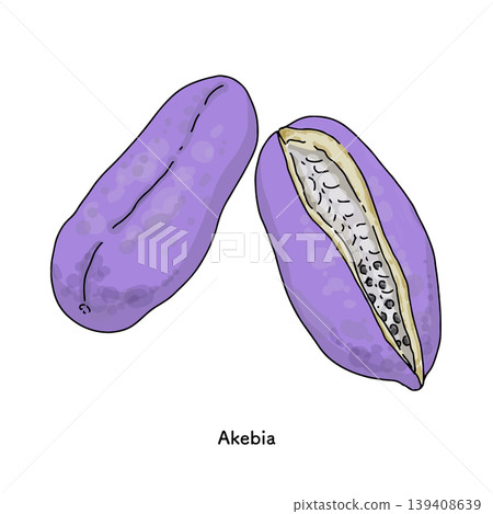 A set of illustrations of purple akebi fruit and its cross-section | Autumn fruit, akebi, a bounty of the mountains A set of illustrations of purple akebi fruit and its cross-section | Autumn fruit, akebi, a bounty of the mountains 139408639
