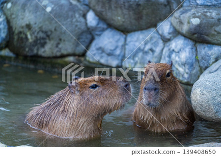 水豚溫泉 水豚溫泉 139408650
