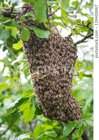 A swarm of bees sitting in an apple tree A swarm of bees sitting in an apple tree 139408667