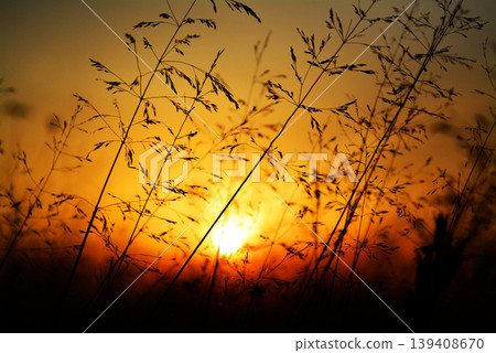 Silhouette of the grass against the golden sunset Silhouette of the grass against the golden sunset 139408670
