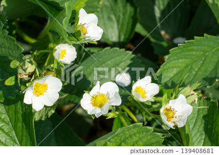 Strawberry flowers on the sun 139408681