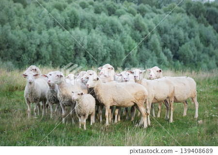 Sheeps and lambs in the field Sheeps and lambs in the field 139408689