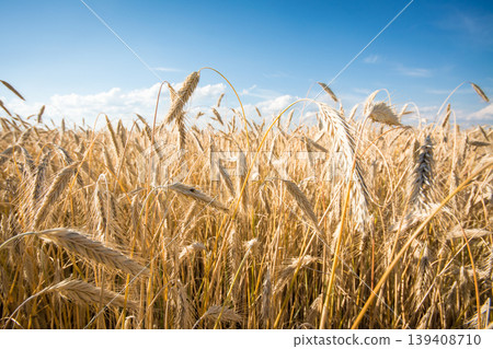 Beautiful landscape of ripe rye at sunset  139408710