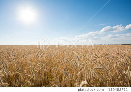 The field of ripe rye at sunset The field of ripe rye at sunset 139408711