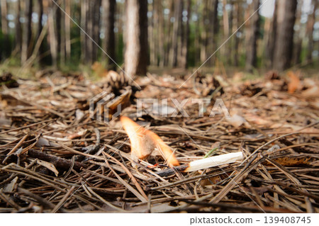 A match left by a man in a coniferous forest. It is dangerous to burn fire in forest, since it may be the cause of forest fire. A match left by a man in a coniferous forest. It is dangerous to burn fire in forest, since it may be the cause of forest fire. 139408745