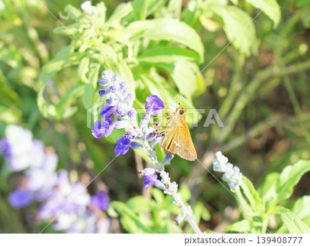 一隻弄蝶停在鼠尾草花上。 一隻弄蝶停在鼠尾草花上。 139408777