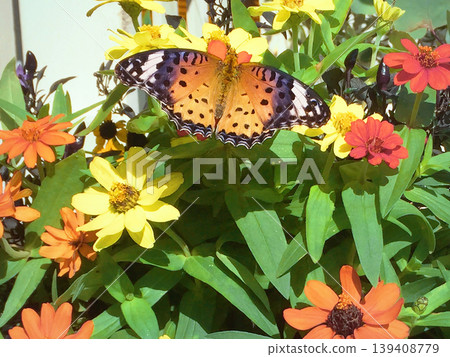 A female Common Leopard butterfly perched on a flower. 139408779