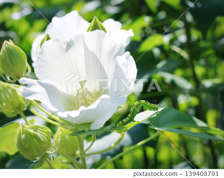A hollyhock flower and the larva of the two-spotted hollyhock moth. A hollyhock flower and the larva of the two-spotted hollyhock moth. 139408793