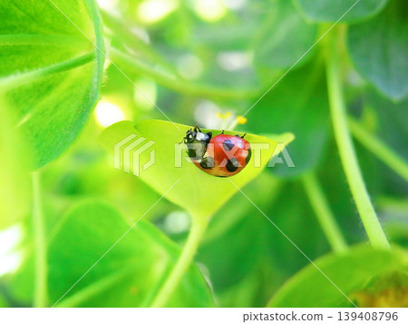 一隻瓢蟲躲在樹葉的陰涼處。 139408796
