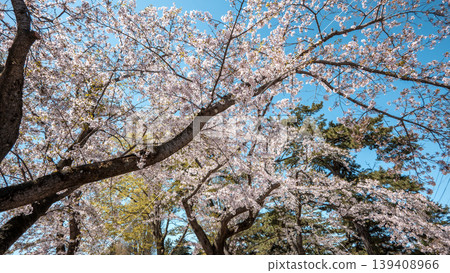 櫻花 櫻 春天 晴天 染井吉野櫻 cherry blossoms 桜 さくら 櫻花 櫻 春天 晴天 染井吉野櫻 cherry blossoms 桜 さくら 139408966
