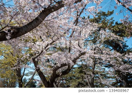 櫻花 櫻 春天 晴天 染井吉野櫻 cherry blossoms 桜 さくら 櫻花 櫻 春天 晴天 染井吉野櫻 cherry blossoms 桜 さくら 139408967