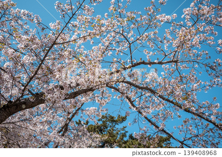cherry blossoms sakura spring sunny day someiyoshino cherry blossoms 桜 さくら cherry blossoms sakura spring sunny day someiyoshino cherry blossoms 桜 さくら 139408968
