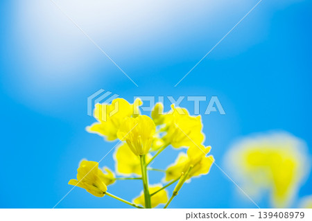 藍天和油菜花 139408979