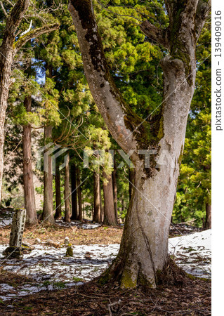 神社樹林裡的積雪正在融化。 139409016