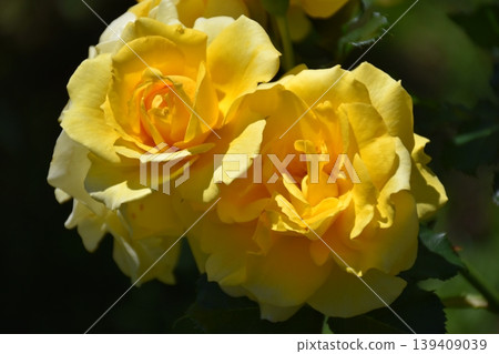 Beautiful rose flower Beautiful rose flower 139409039