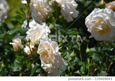 Beautiful rose flower Beautiful rose flower 139409043