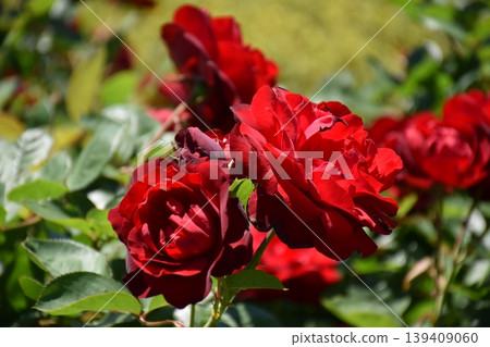 Beautiful rose flower Beautiful rose flower 139409060