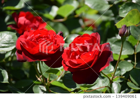 Beautiful rose flower Beautiful rose flower 139409061