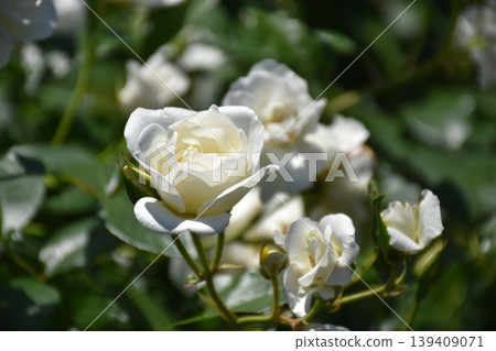Beautiful rose flower Beautiful rose flower 139409071