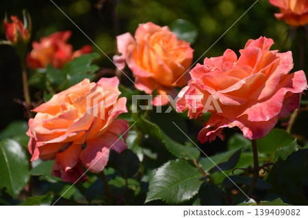 Beautiful rose flower Beautiful rose flower 139409082