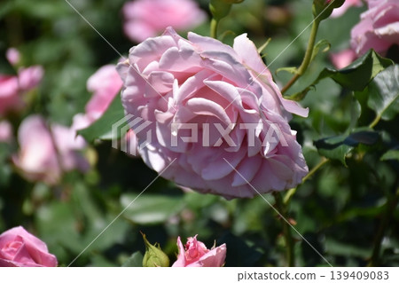 Beautiful rose flower Beautiful rose flower 139409083