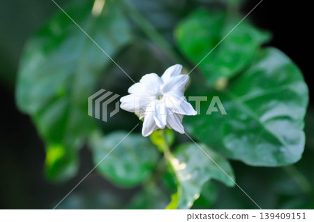 Arabian Jasmine or jasmine, Jasminum Sambac Arabian jasmine or Jasminum sambac L Aiton or Jusmine or Kampopot or OLEACEAE or white flower Arabian Jasmine or jasmine, Jasminum Sambac Arabian jasmine or Jasminum sambac L Aiton or Jusmine or Kampopot or OLEACEAE or white flower 139409151