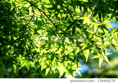 Yokohama, Japan: The cityscape in springtime, with its vibrant green foliage... The forests become even more vivid in color... = May 5th, Yokohama City Yokohama, Japan: The cityscape in springtime, with its vibrant green foliage... The forests become even more vivid in color... = May 5th, Yokohama City 139409174