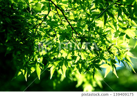 Yokohama, Japan: The cityscape in springtime, with its vibrant green foliage... The forests become even more vivid in color... = May 5th, Yokohama City Yokohama, Japan: The cityscape in springtime, with its vibrant green foliage... The forests become even more vivid in color... = May 5th, Yokohama City 139409175