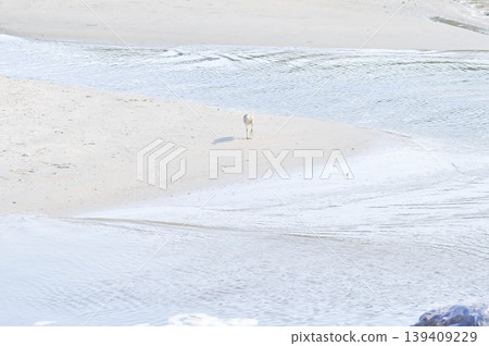beach ,sand and bird or beach background or sea background beach ,sand and bird or beach background or sea background 139409229
