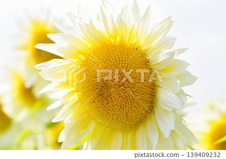 White Sunflower, sunflower or Asteraceae or H annuus or Helianthus annuus L or Helianthus annuus ProCut White Nite or white flower and sky 139409232