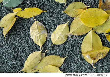 dried leaf ,wilt leaf or leaf background or fall leaves or Golden Fig leaves or Weeping Fig leaves on the ground dried leaf ,wilt leaf or leaf background or fall leaves or Golden Fig leaves or Weeping Fig leaves on the ground 139409237
