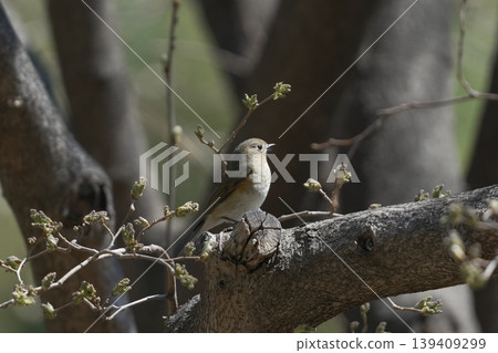 Red-flanked bluetail perching on a branch Red-flanked bluetail perching on a branch 139409299