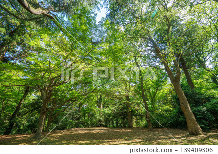 清爽的公園風光 清爽的公園風光 139409306