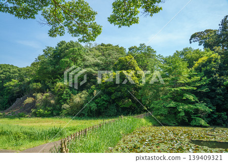 Refreshing park scenery 139409321
