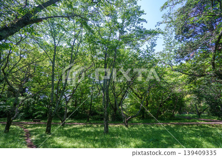 Refreshing park scenery Refreshing park scenery 139409335